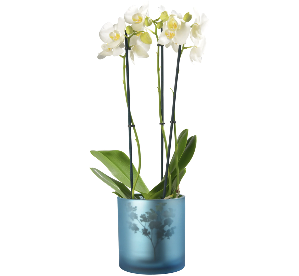 AWHIA_Blossom_L_blue_silver_Sompex_Orchid