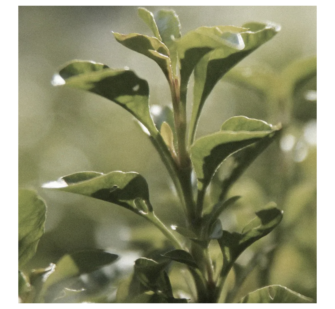 Opus_20_Fragrance_Feinwerk