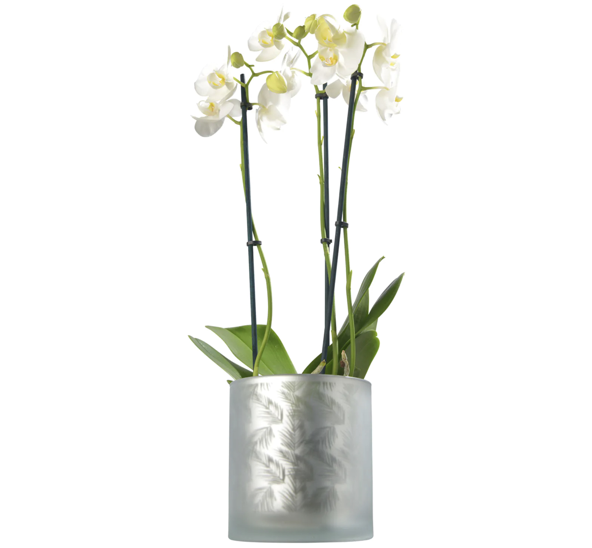 AWHIA_Farn_L_white_silver_Sompex_Orchid