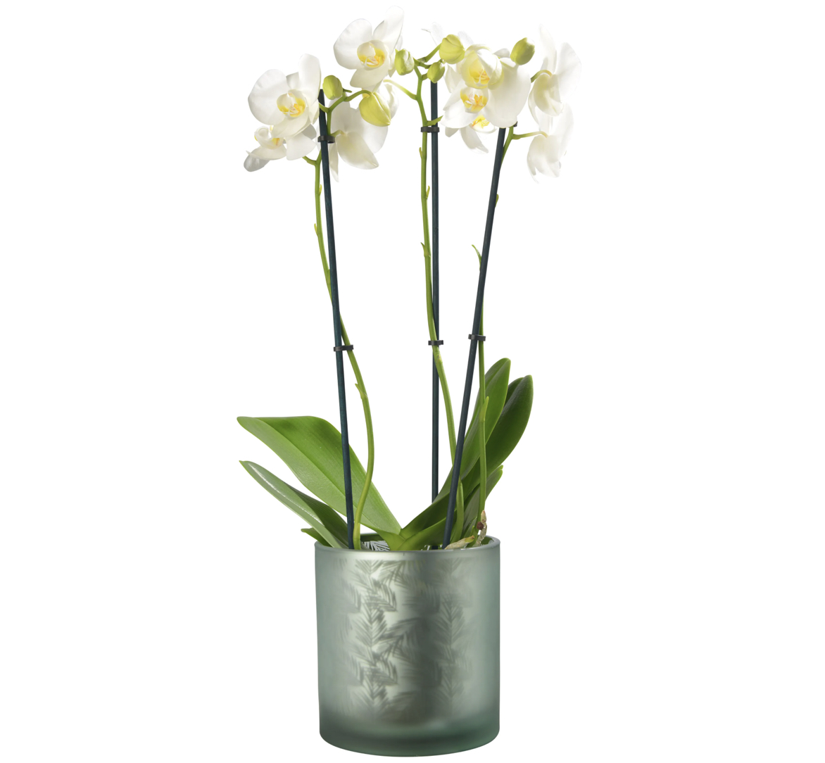 AWHIA_Farn_L_green_silver_Sompex_Orchid