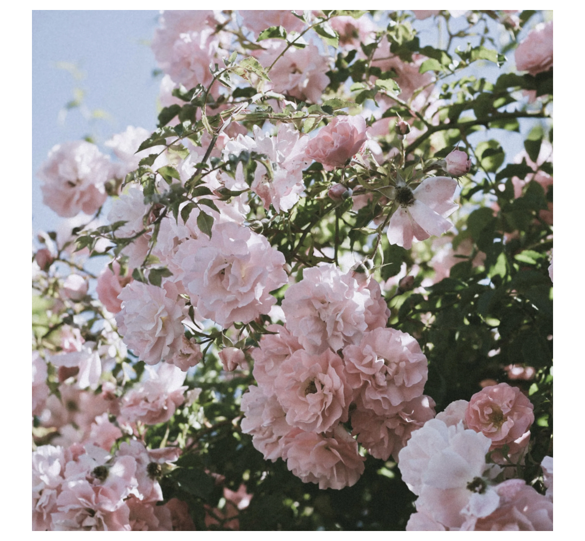 Opus_29_Fragrance_Feinwerk