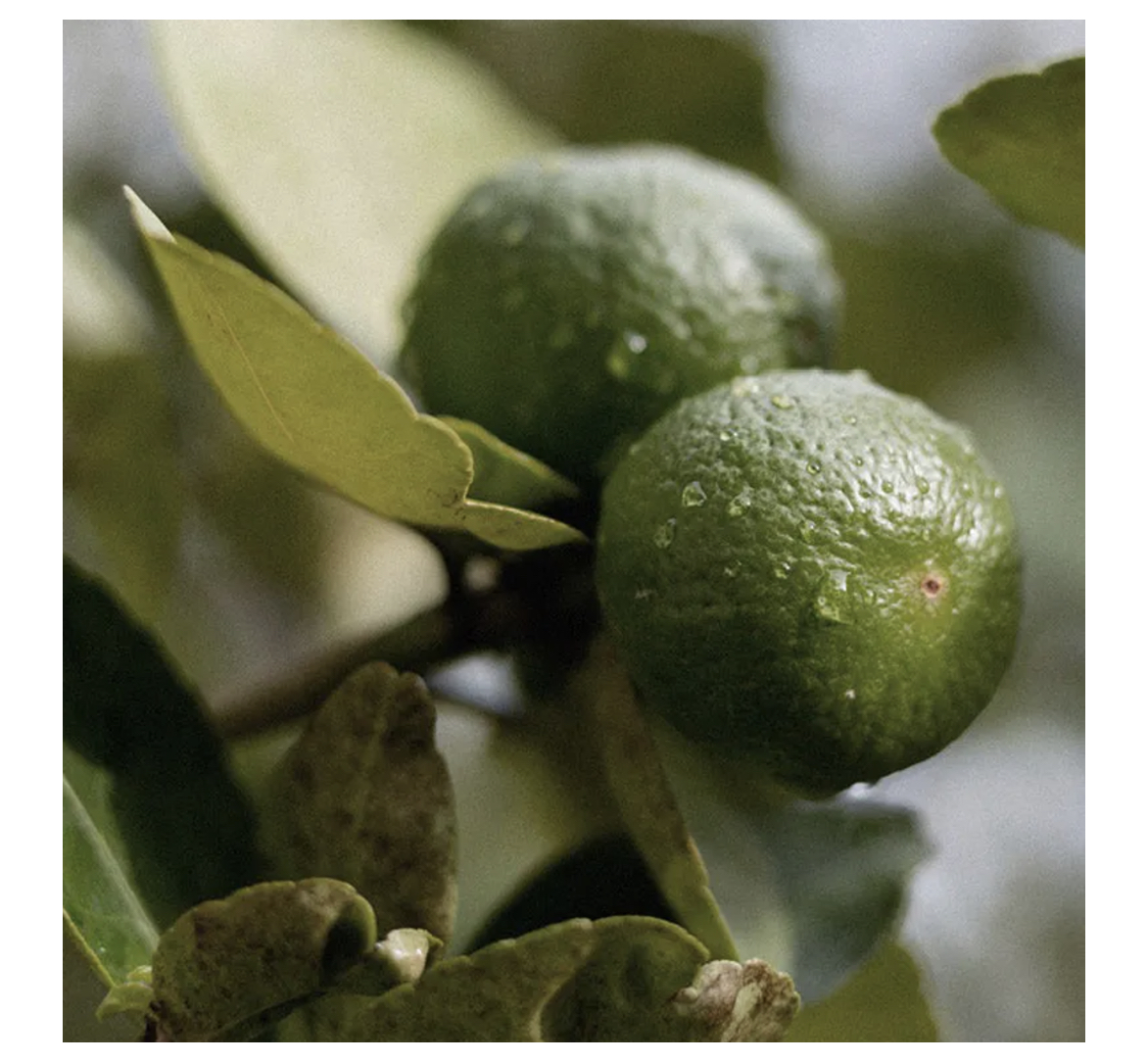 Opus_15_Fragrance_Feinwerk